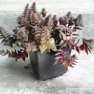 Crassula capitella corymbulosa