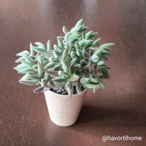 Crassula mesembryanthemoides