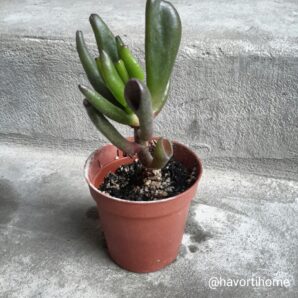 Crassula ovata Coral