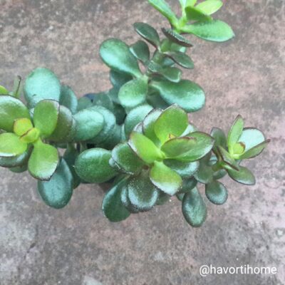 Crassula ovata minor Crosby's Compact