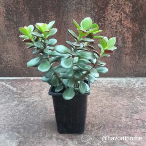 Crassula ovata minor Crosby's Compact