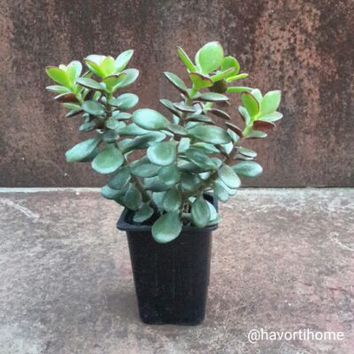 Crassula ovata minor Crosby's Compact