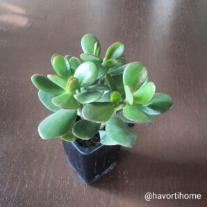 Crassula ovata