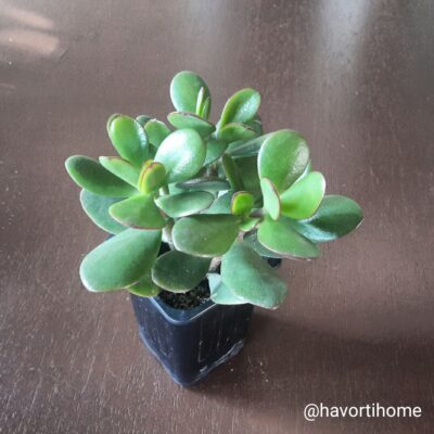 Crassula ovata