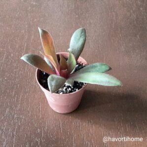 Crassula rosularis