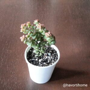 Crassula rupestris Tom Thumb