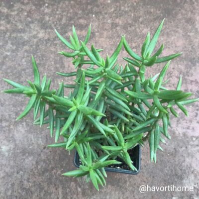 Crassula tetragona