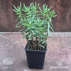 Crassula tetragona