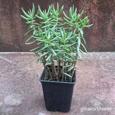 Crassula tetragona
