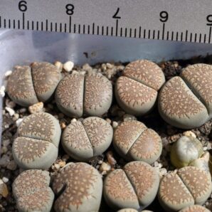 Lithops villetii ssp. kennedyi С229А