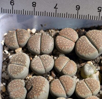 Lithops villetii ssp. kennedyi С229А