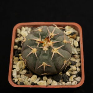 Gymnocalycium spegazzinii var. unguispinum