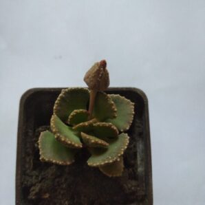 Aloinopsis malherbei
