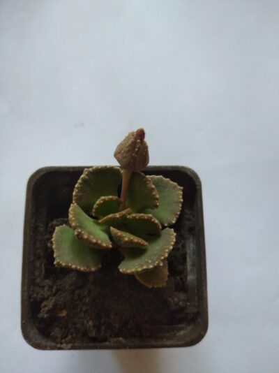 Aloinopsis malherbei