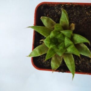 Haworthia tenera