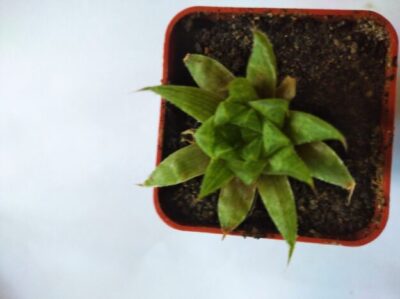Haworthia tenera