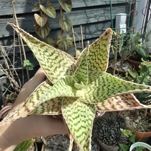 Aloe hybrid