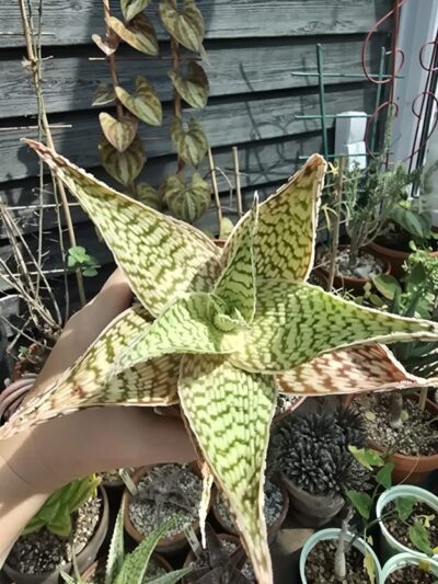 Aloe hybrid