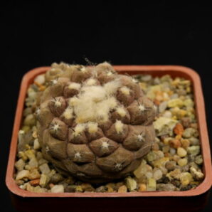 Copiapoa hypogaea cv. Lizard Skin (exKoehres)