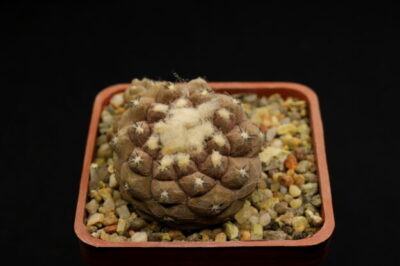 Copiapoa hypogaea cv. Lizard Skin (exKoehres)