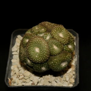 Blossfeldia lilliputana