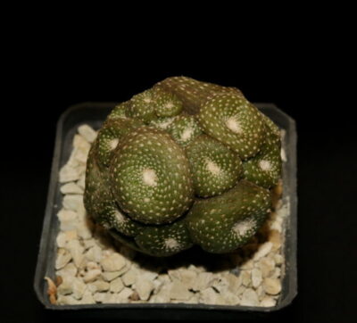 Blossfeldia lilliputana