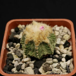 Aztekium ritteri