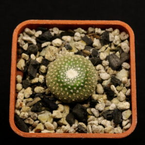Blossfeldia lilliputana