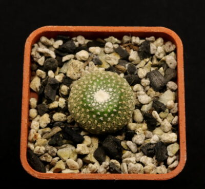 Blossfeldia lilliputana