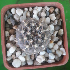 GYMNOCALYCIUM bodenbenderianum