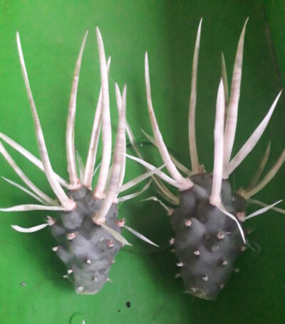 Tephrocactus articulatus var. papyracanthus