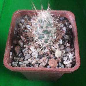 Tephrocactus weberi
