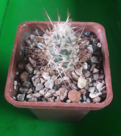 Tephrocactus weberi
