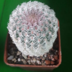 Echinocereus rigidissimus subs. rubispinus