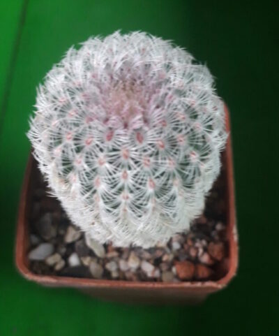 Echinocereus rigidissimus subs. rubispinus