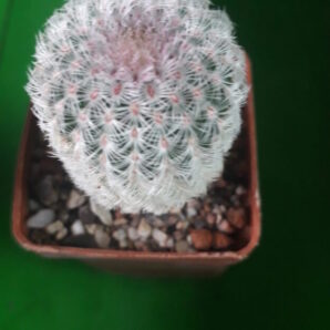Echinocereus rigidissimus subs. rubispinus