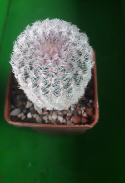 Echinocereus rigidissimus subs. rubispinus