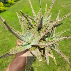 Aloe hybrid