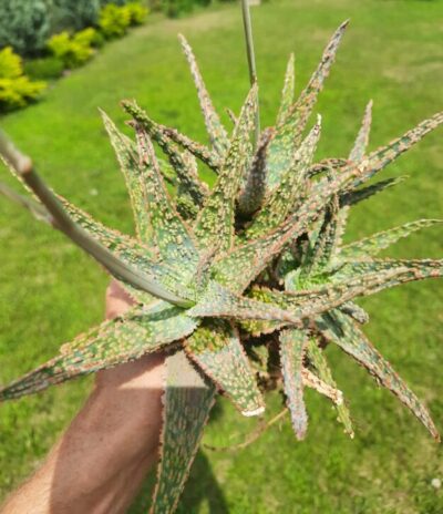 Aloe hybrid
