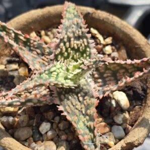 Aloe hybrid