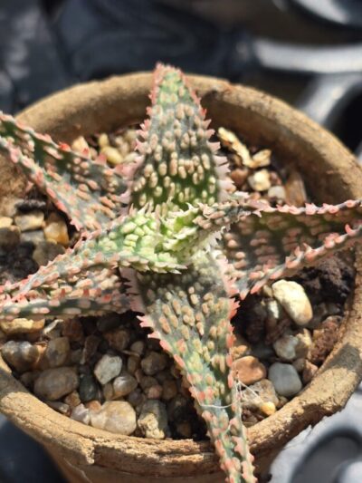 Aloe hybrid