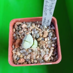 Conophytum ernianum