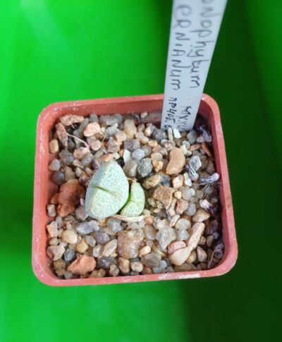 Conophytum ernianum