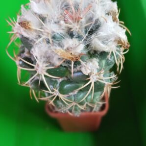Coryphantha garessii
