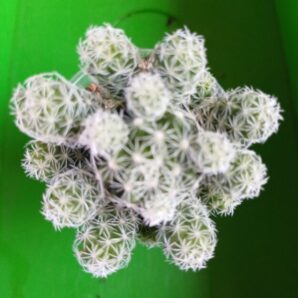 Mammillaria gracilis