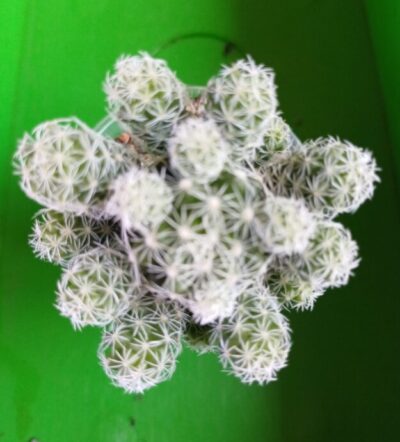 Mammillaria gracilis