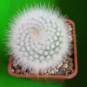Notocactus scopa
