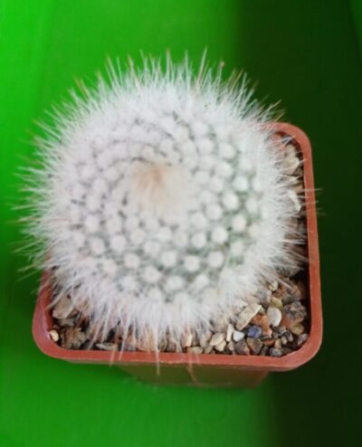 Notocactus scopa