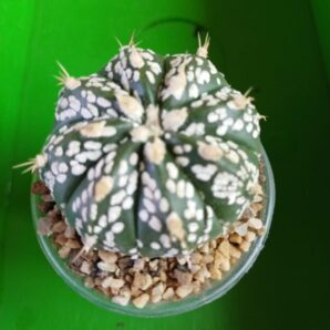 Astrophytum hybrid SK Multi-hybrid