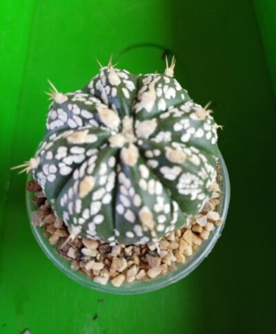 Astrophytum hybrid SK Multi-hybrid